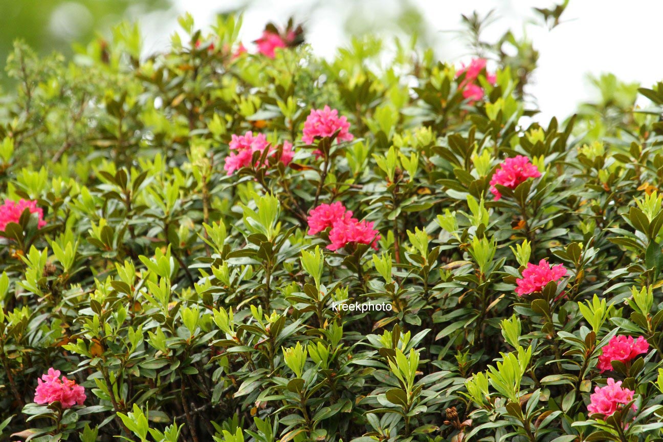 Rhododendron ferrugineum