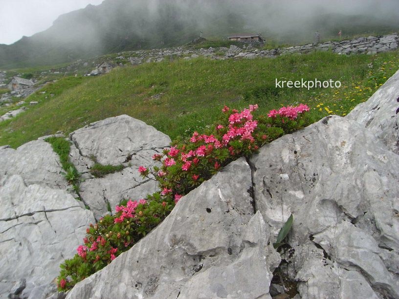 Rhododendron hirsutum