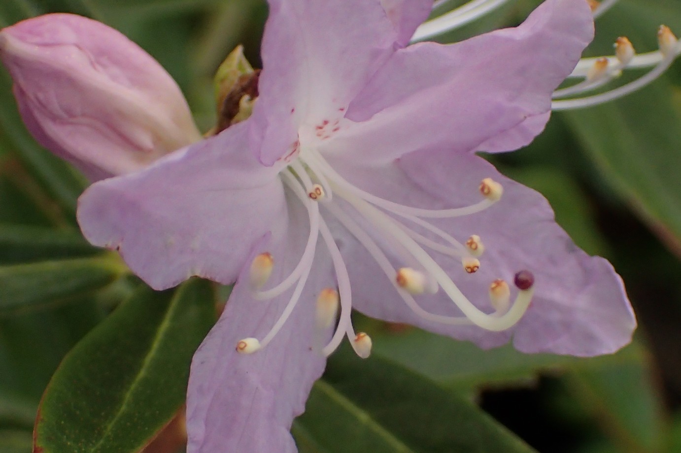 Rhododendron lochmium