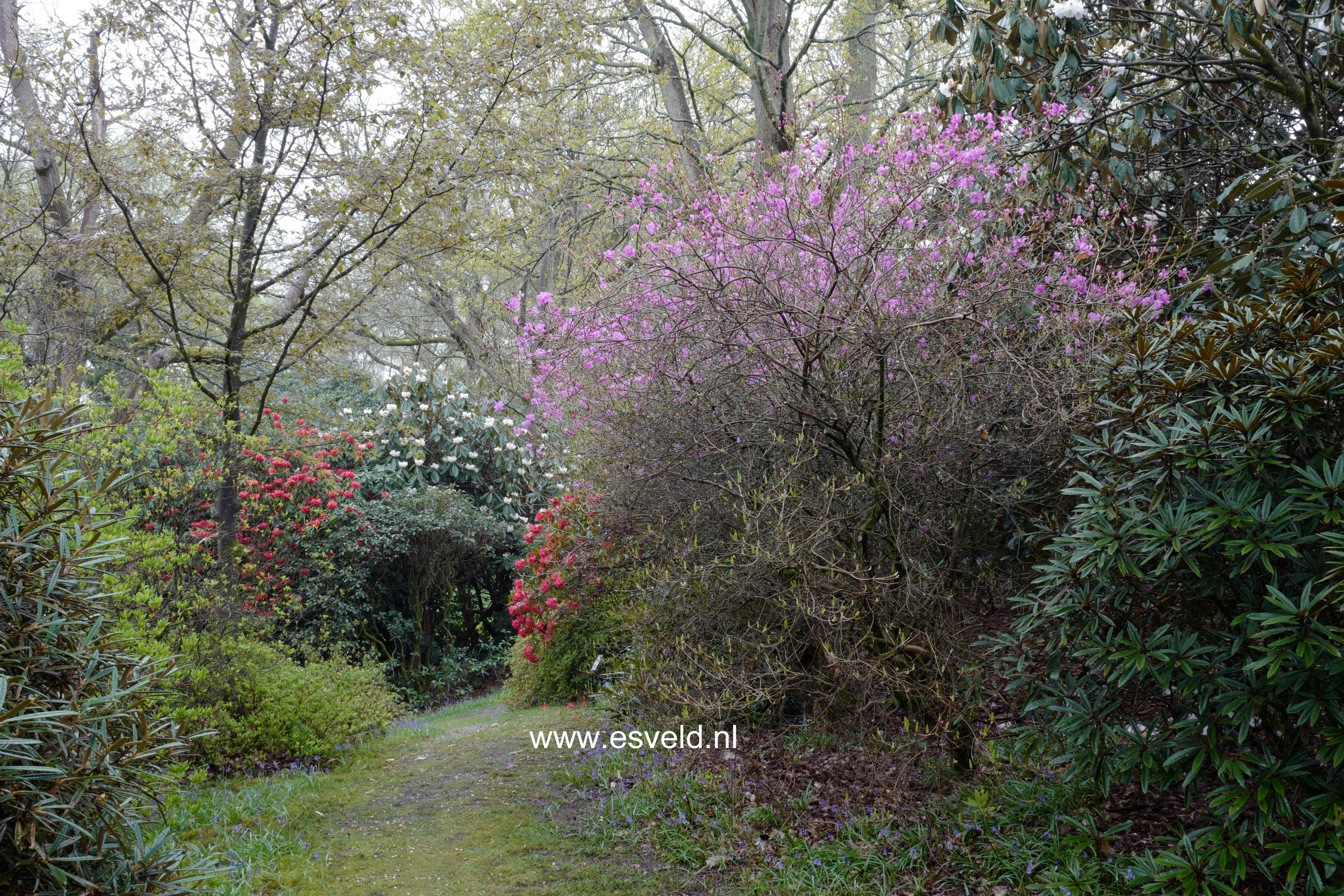 Rhododendron reticulatum