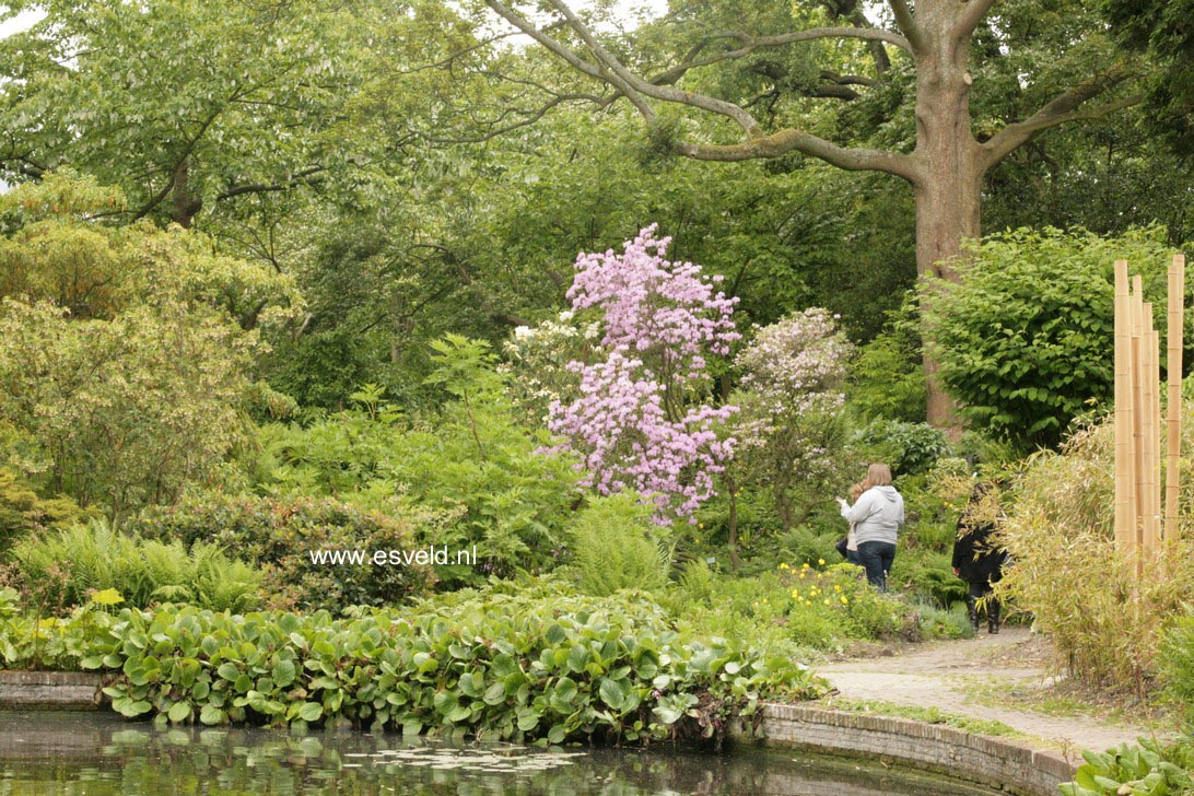 Rhododendron yunnanense