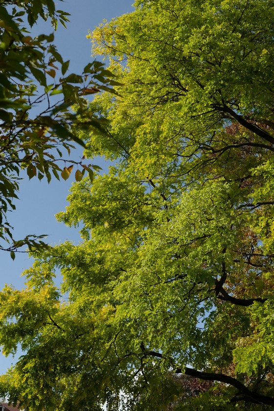 Robinia pseudoacacia 'Frisia'