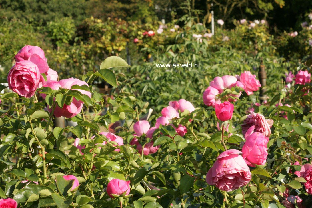 Rosa 'Meideauri' (LEONARDO DA VINCI)