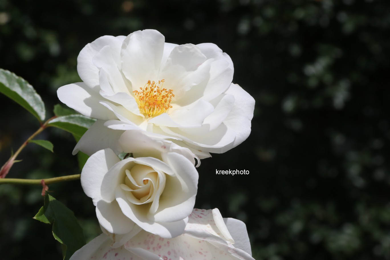 Rosa 'Schneewittchen' (KORBIN)