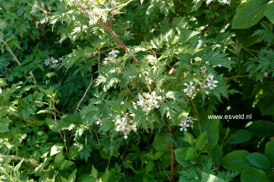 Rubus fruticosus