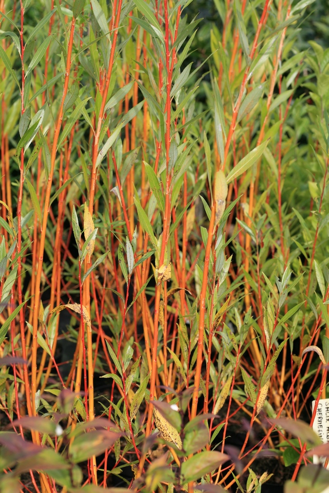 Salix alba 'Chermesina'