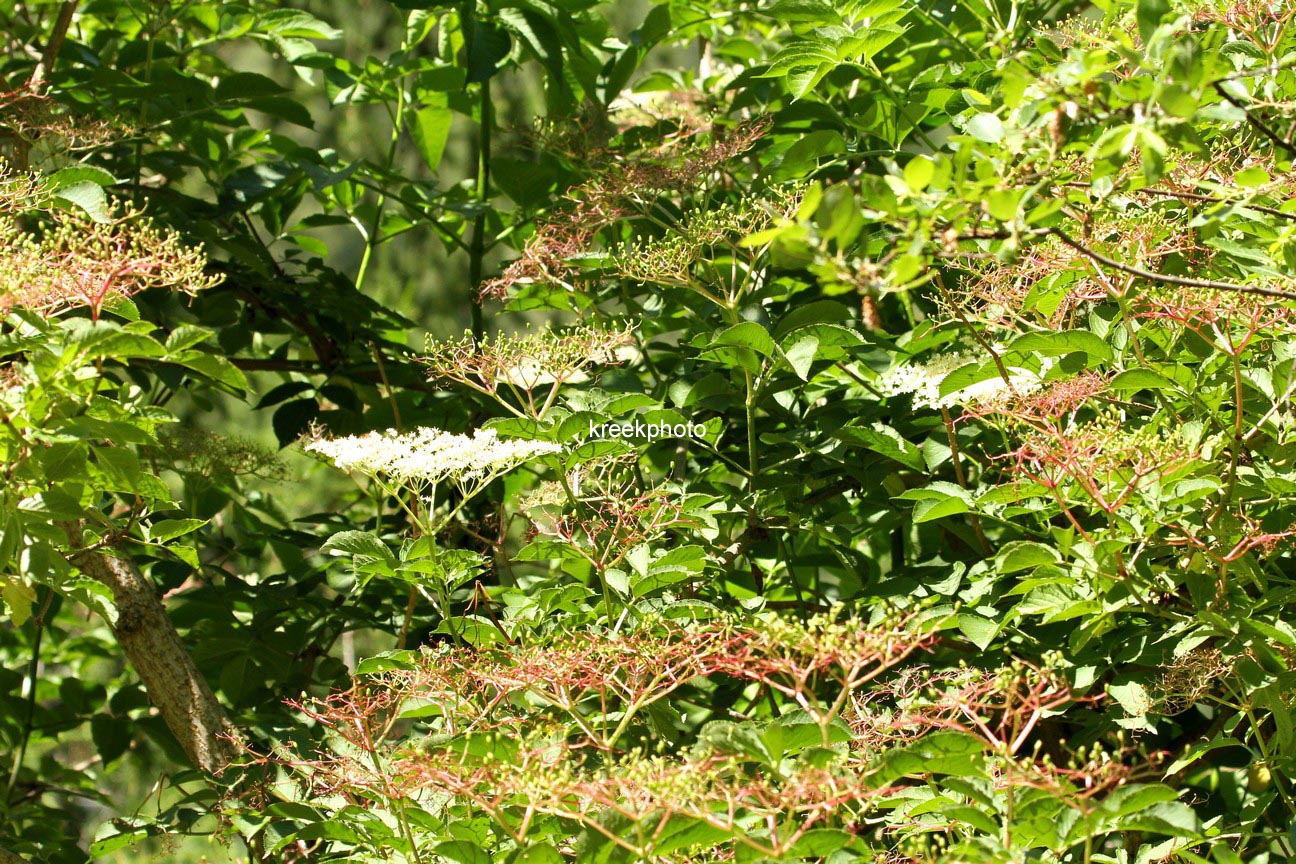 Sambucus nigra