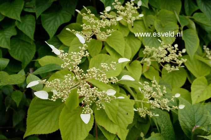 Schizophragma hydrangeoides 'Moonlight'