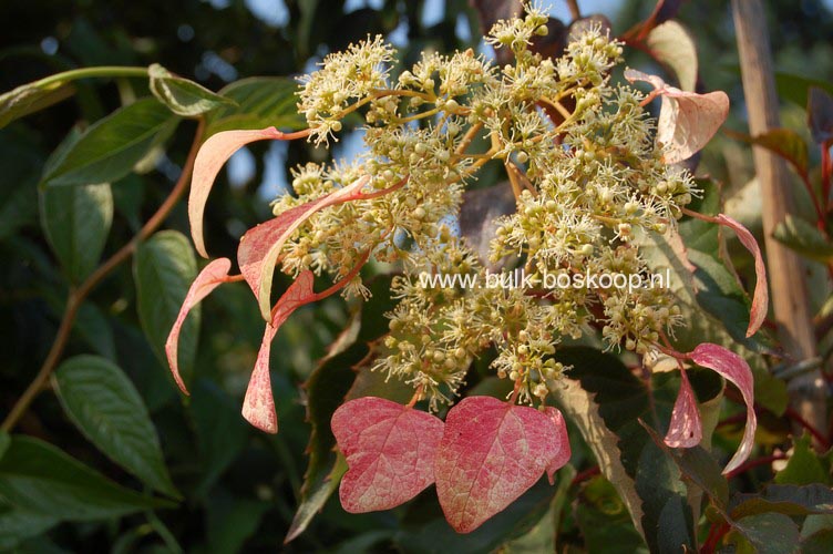 Schizophragma hydrangeoides 'Roseum'