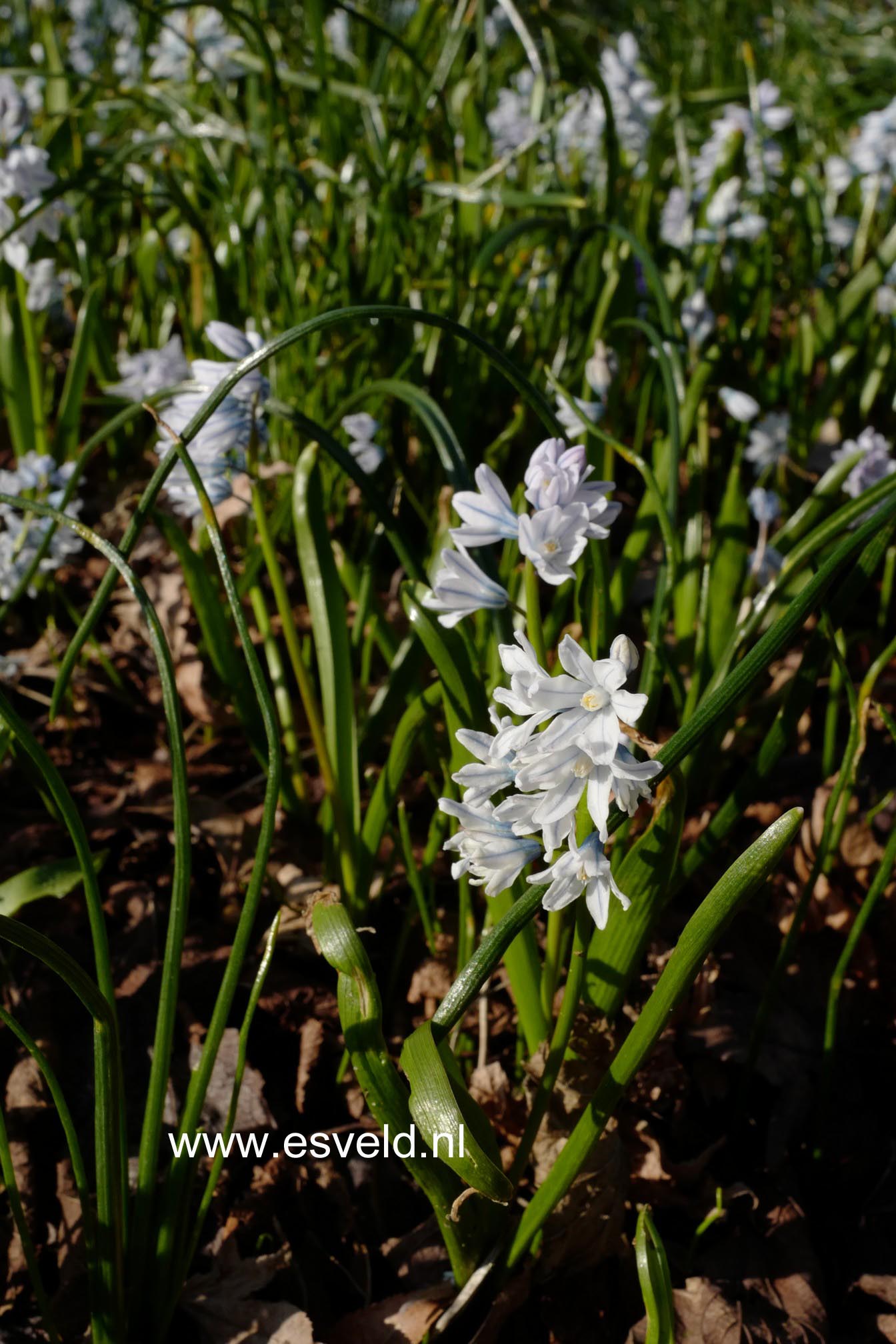 Scilla mischtschenkoana