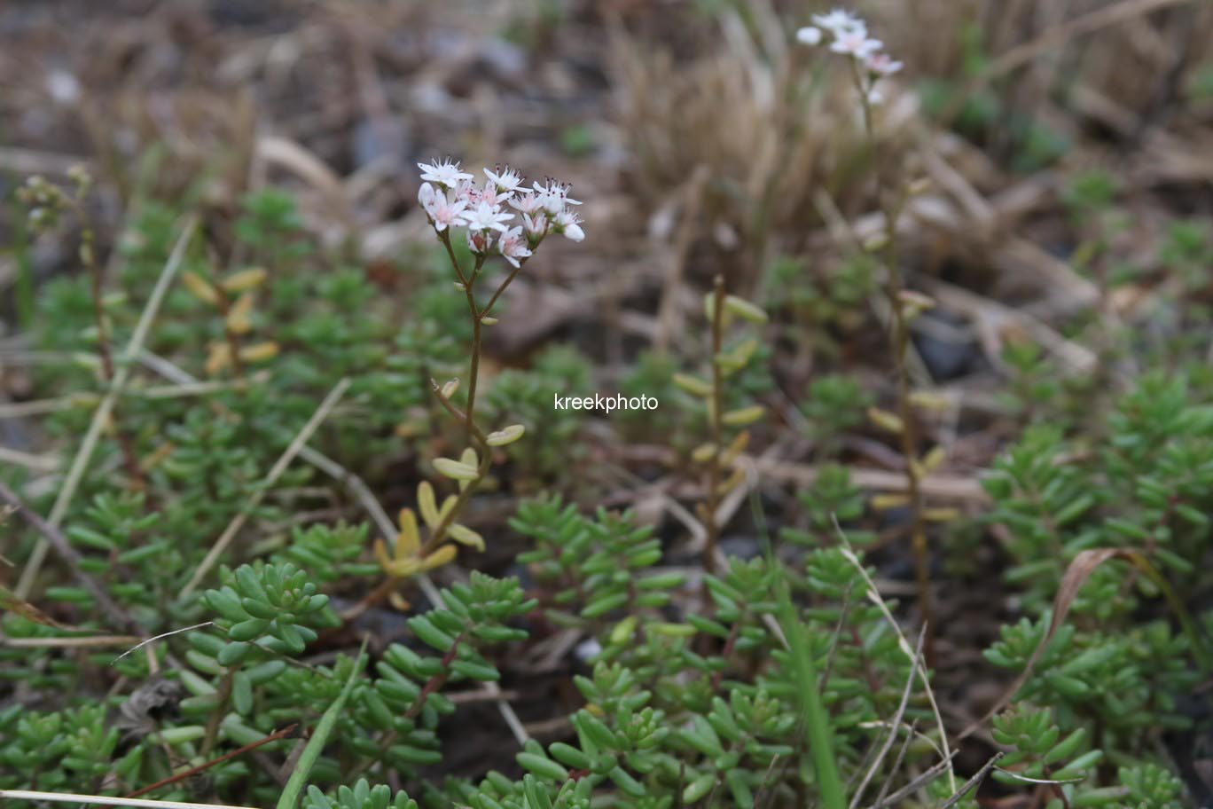 Sedum album