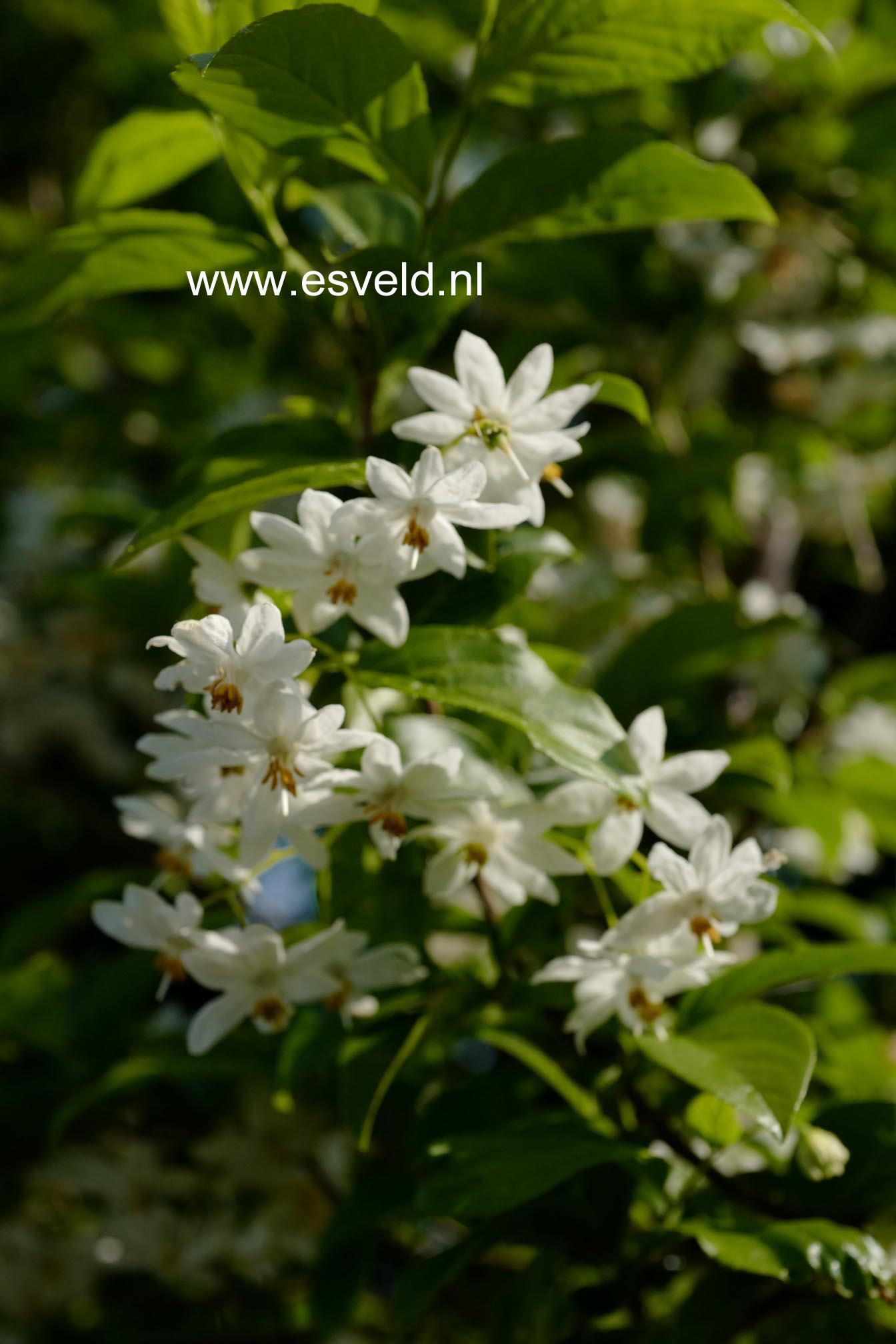 Sinojackia xylocarpa