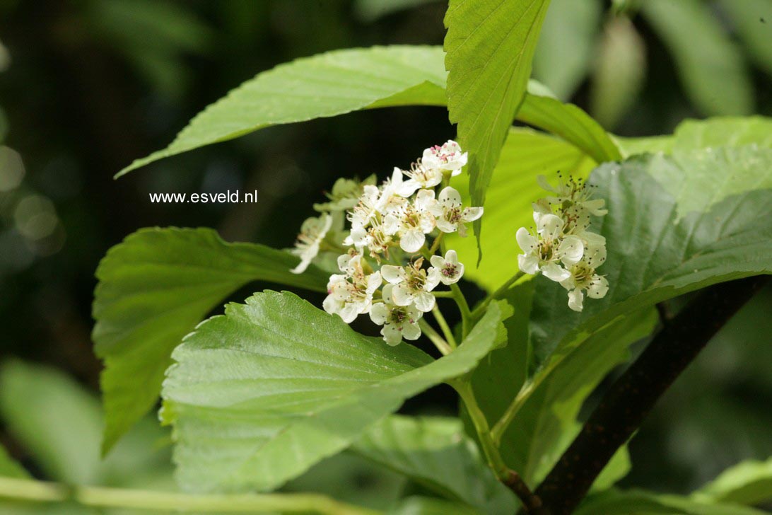 Sorbus caloneura