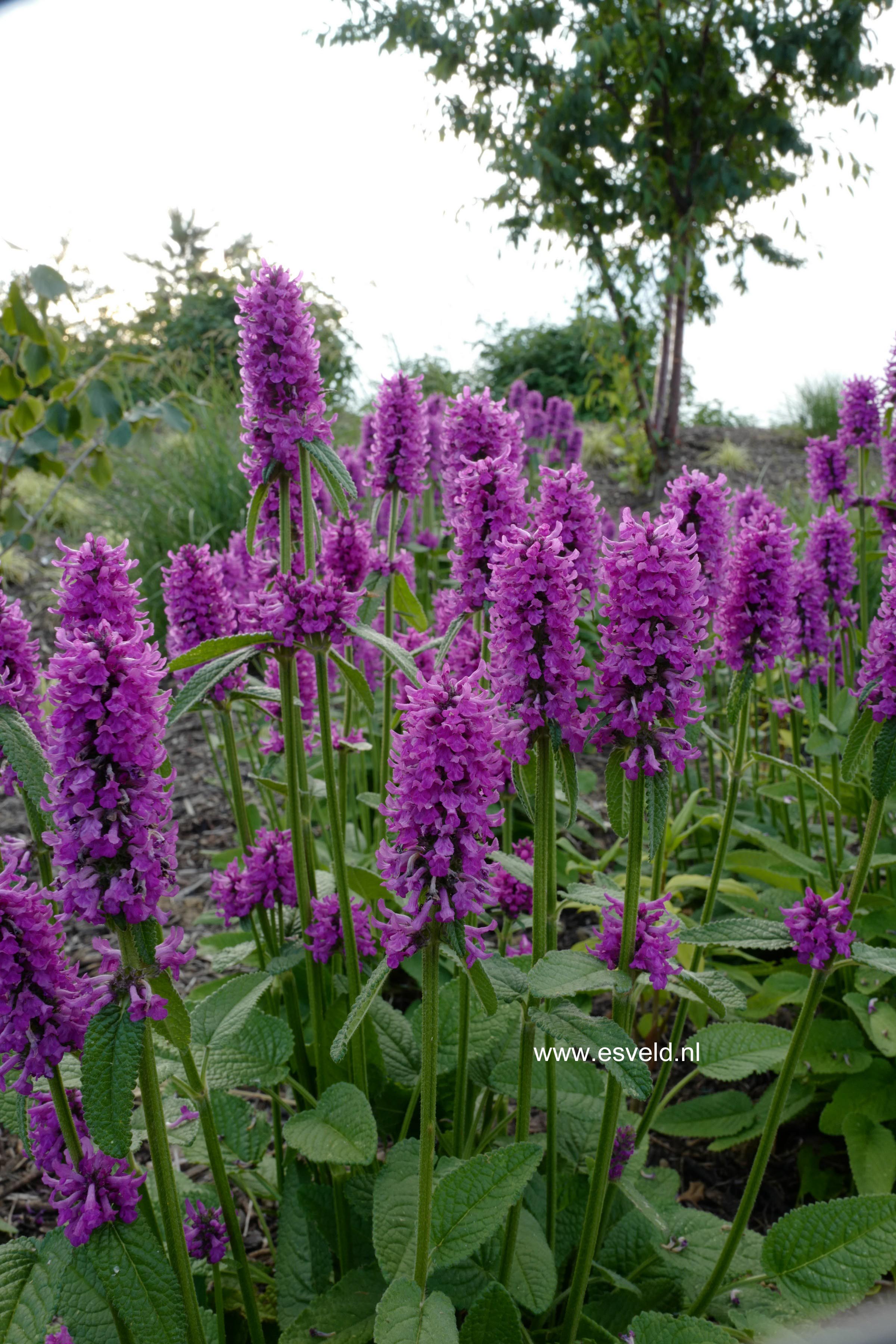Stachys monnieri 'Hummelo'