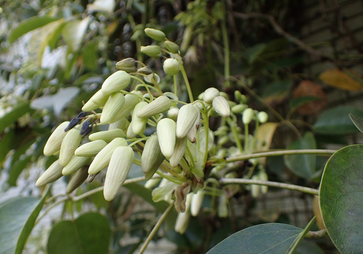 Stauntonia hexaphylla