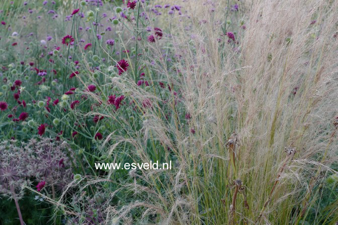 Stipa tenuifolia
