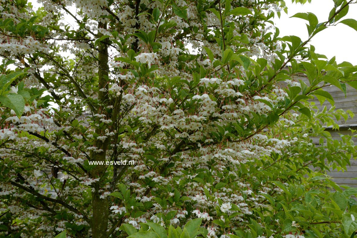 Styrax japonicus 'Peter Pan'