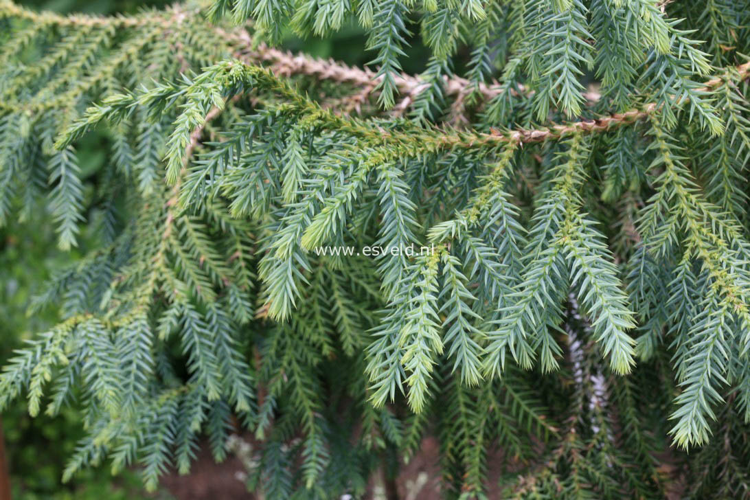 Taiwania cryptomerioides