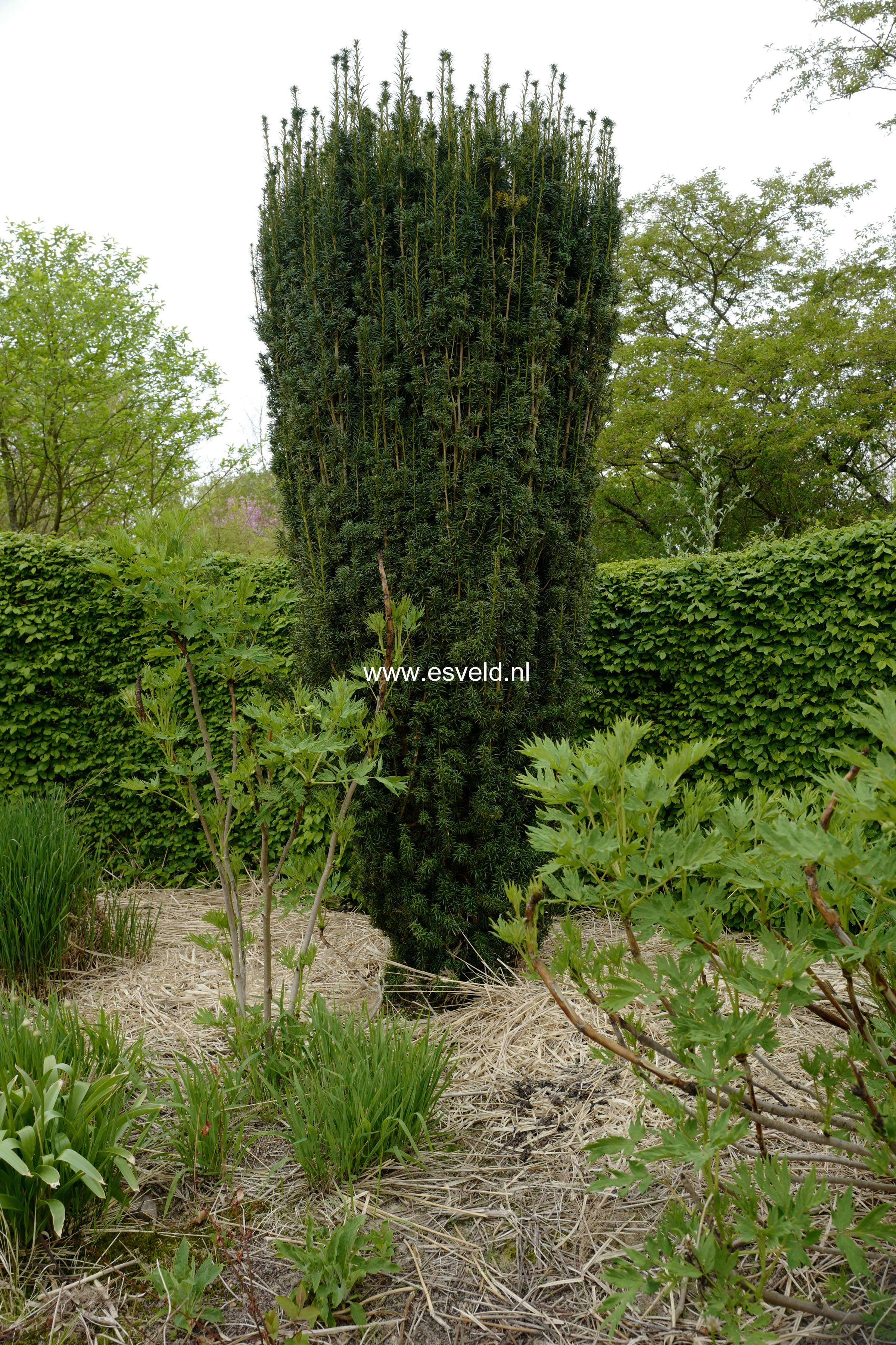 Taxus baccata 'Fastigiata'