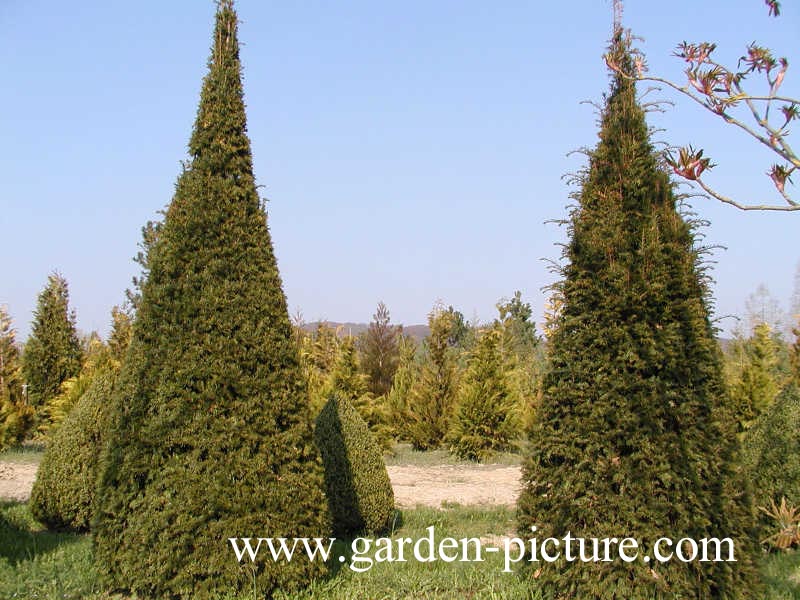 Taxus baccata