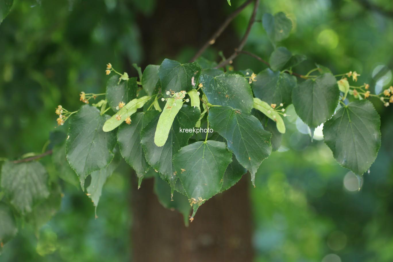 Tilia cordata