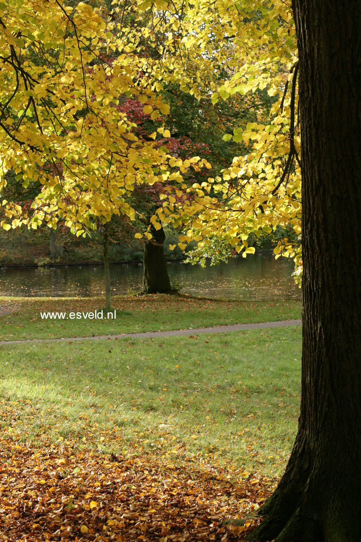 Tilia tomentosa