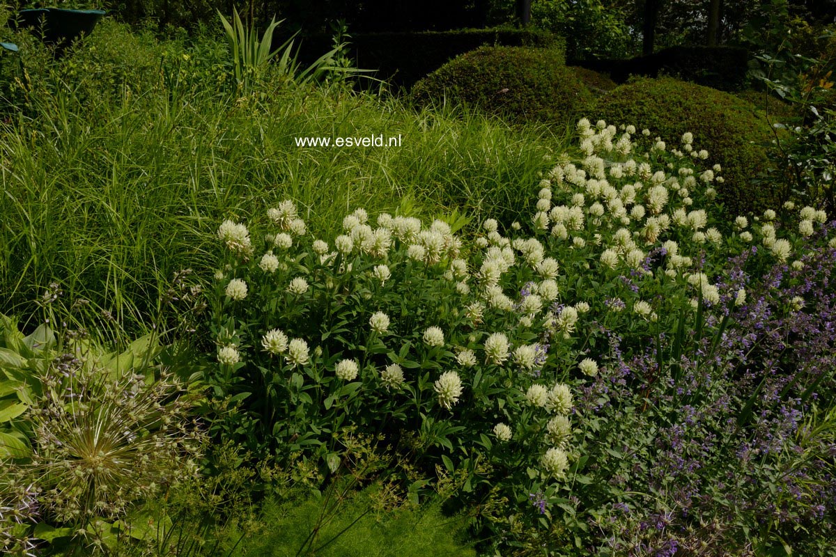 Trifolium ochroleucon