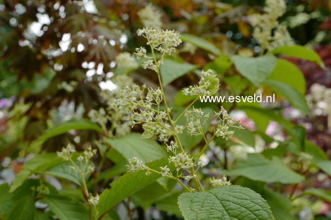 Tripterygium regelii