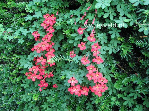 Tropaeolum speciosum