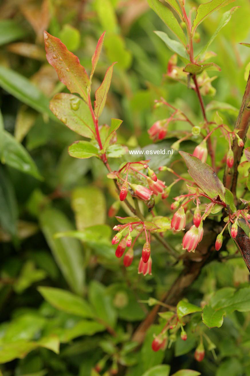 Vaccinium padifolium