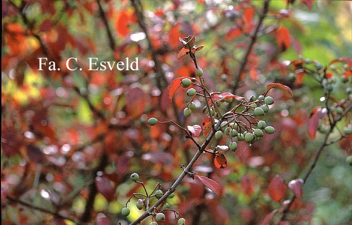 Viburnum 'Royal Guard'