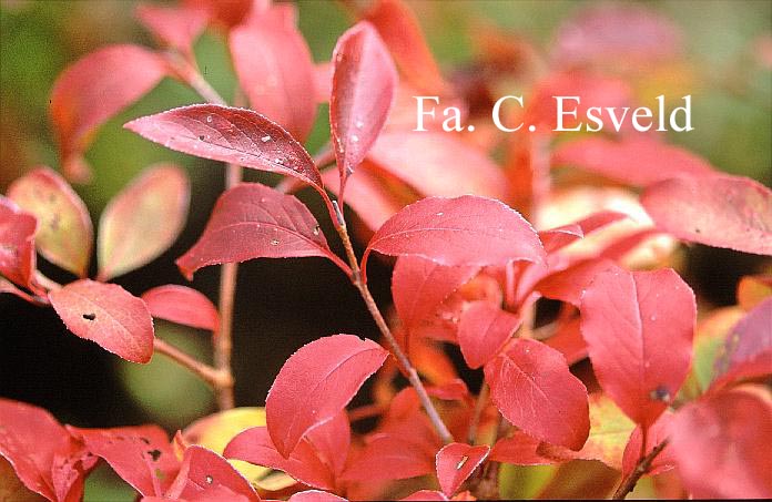 Viburnum cassinoides