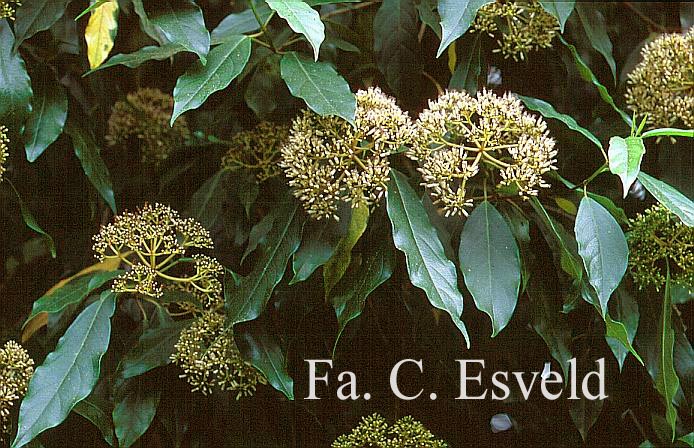 Viburnum cylindricum