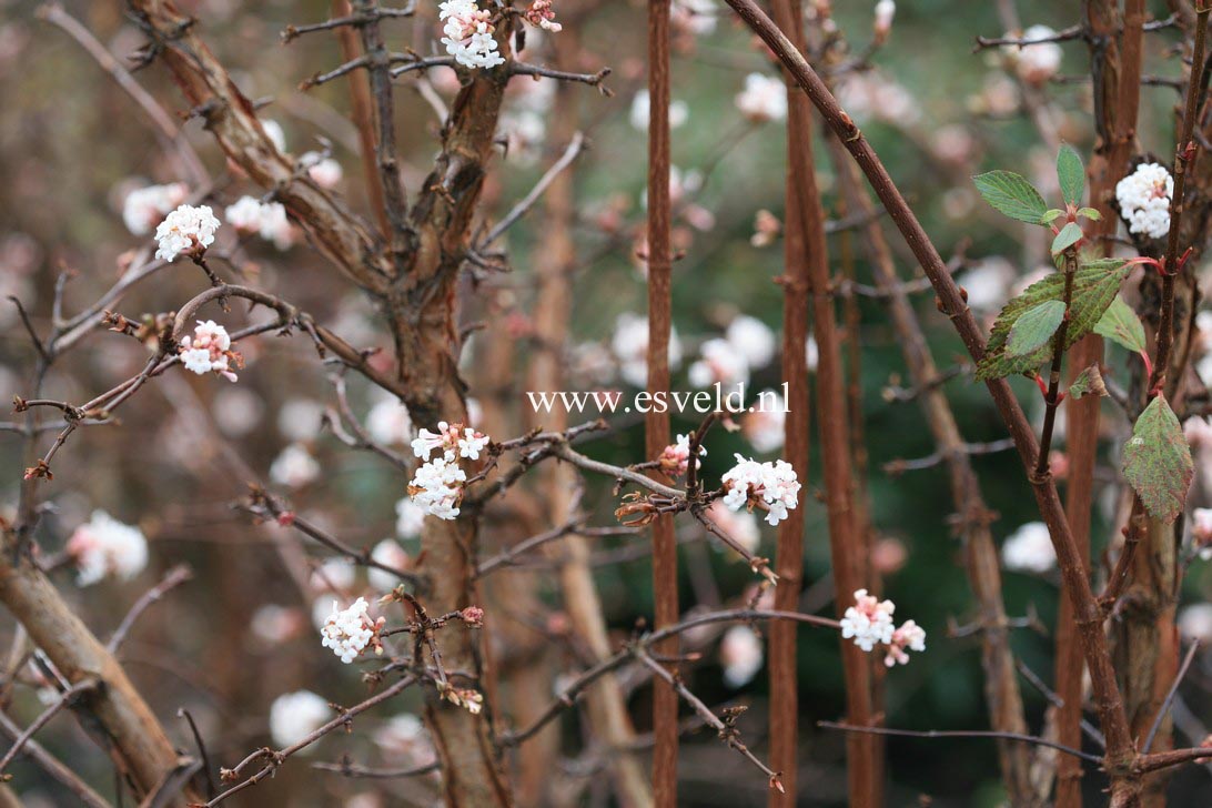 Viburnum farreri 'Farrer's Pink'