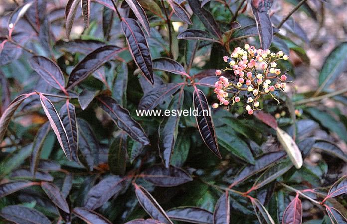 Viburnum hupehense