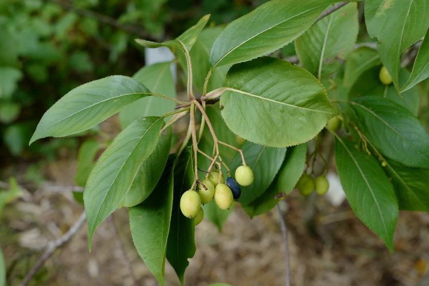 Viburnum lentago