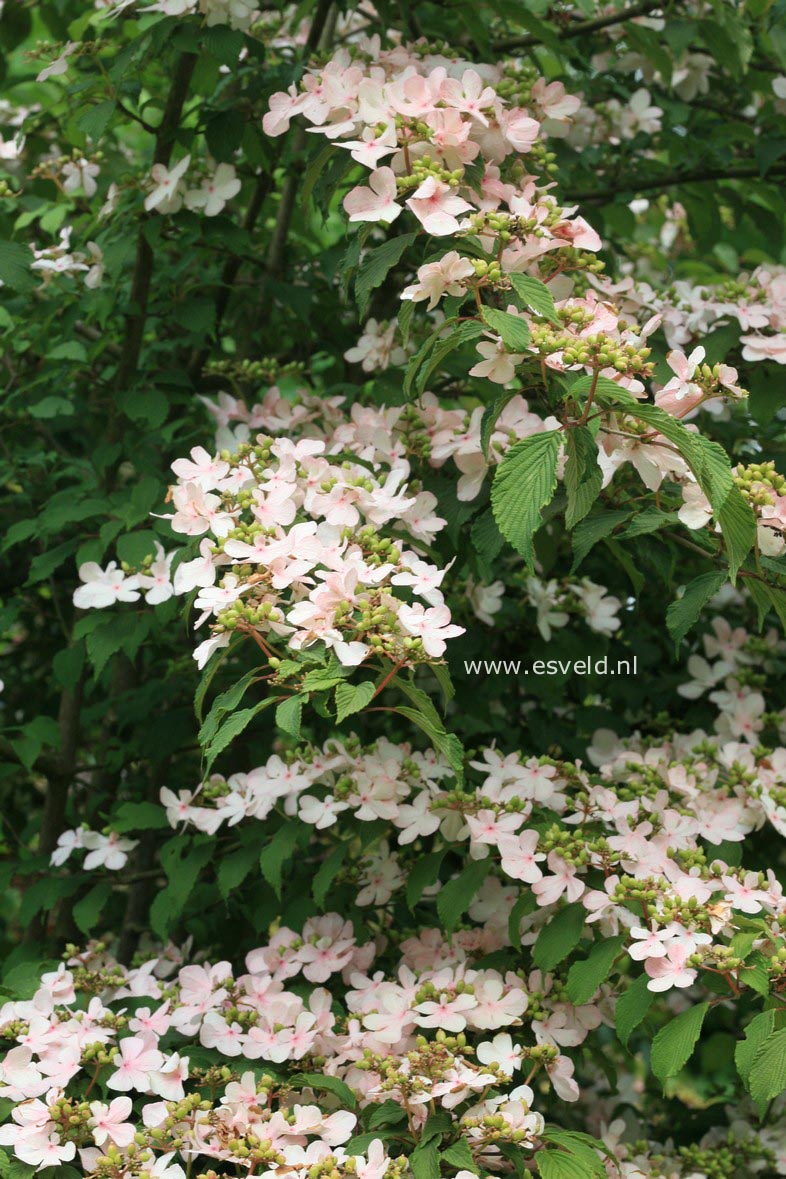 Viburnum plicatum 'Pink Beauty'