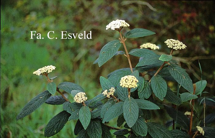Viburnum rhytidophyllum 'Dart's Duke' (INTERDUKE)