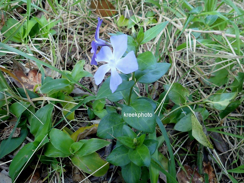 Vinca major
