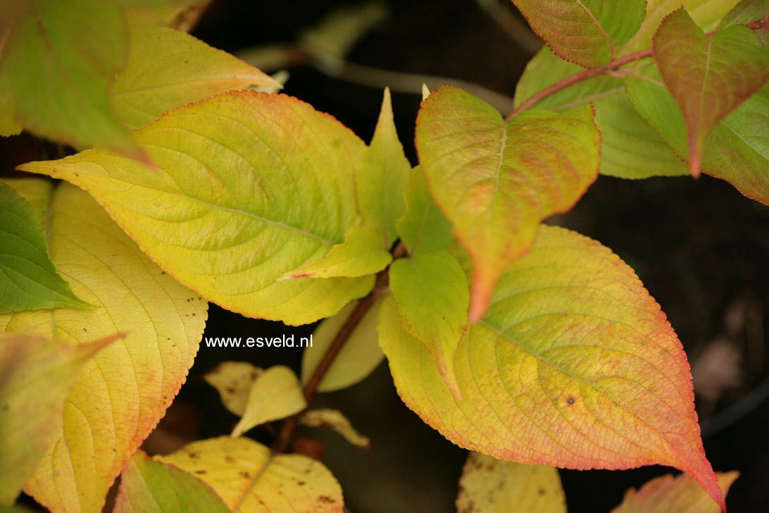 Weigela coraeensis