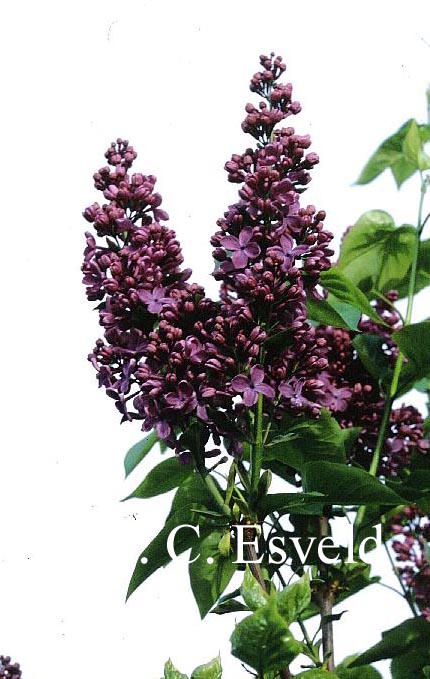 Syringa vulgaris 'G.J. Baardse' (14019)
