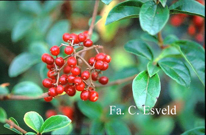Viburnum 'Cotentin' (14147)