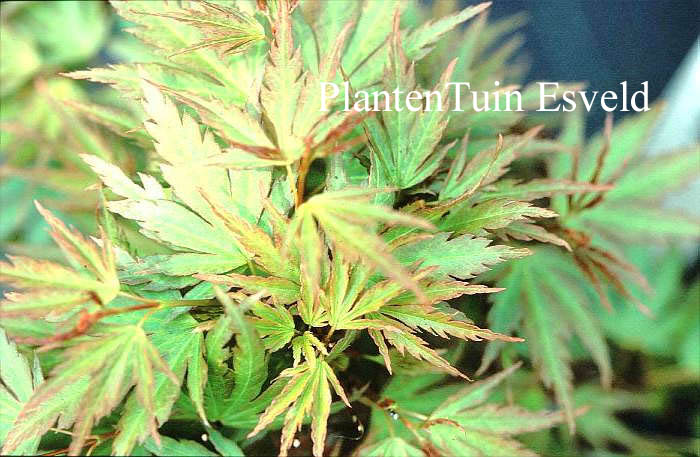 Acer palmatum 'Ryumon nishiki' (14255)
