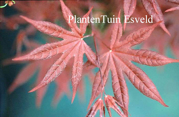 Acer palmatum 'Red Baron' (14261)