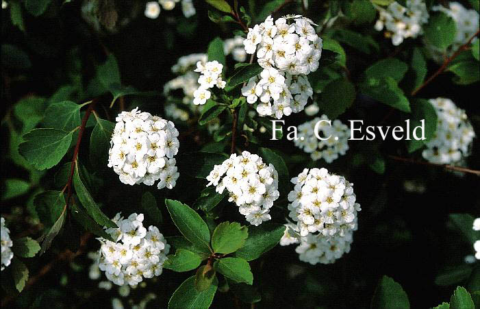 Spiraea vanhouttei (14474)