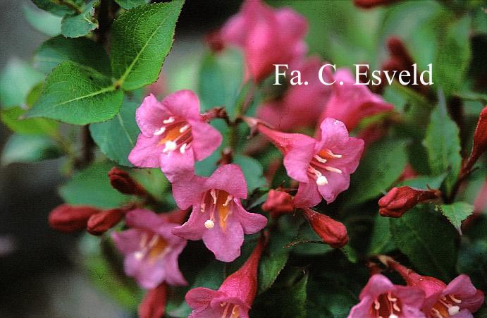 Weigela 'Evita' (14479)