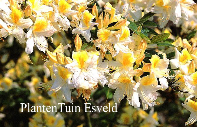 Azalea 'Toucan' (14666)