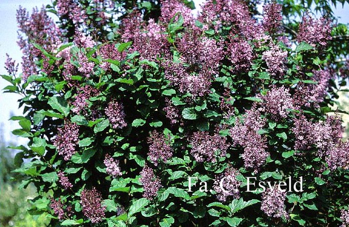 Syringa wolfii (14697)