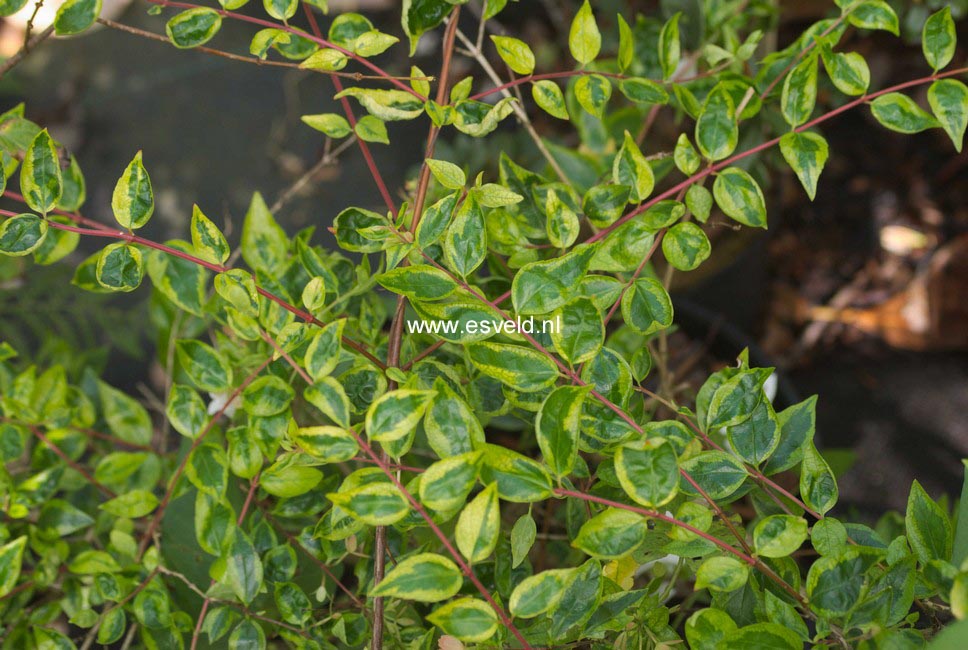 Abelia grandiflora 'Francis Mason'