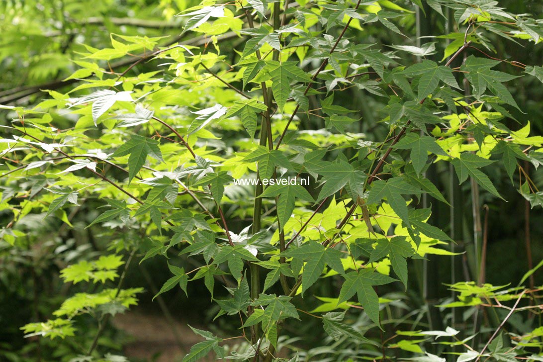 Acer campbellii ssp. sinense